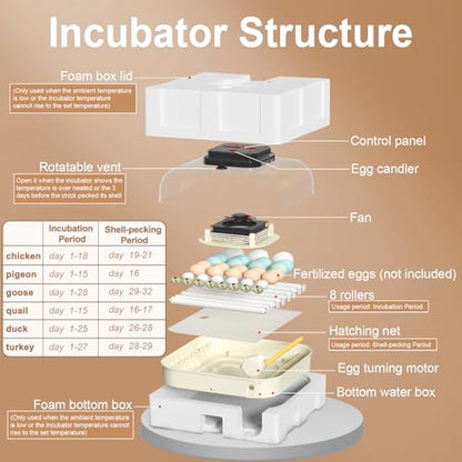 CoInceptus 35 Chicken Egg Incubator, Quail Incubator with Humidity Control
