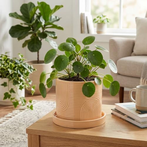 6 Inch Ceramic Plant Pot with Drainage Hole & Tray – Buttercream - color: Buttercream