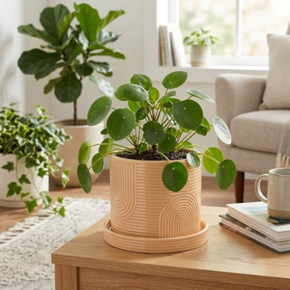 6 Inch Ceramic Plant Pot with Drainage Hole & Tray – Buttercream - color: Buttercream