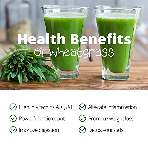 Handy Pantry Organic Wheatgrass Growing Kit w/Hurricane Stainless Steel