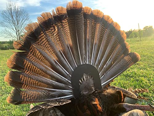 Bone Collector Turkey Tool, Turkey Fan Mount, Curing Mount, Fan and Beard Measurement Tool
