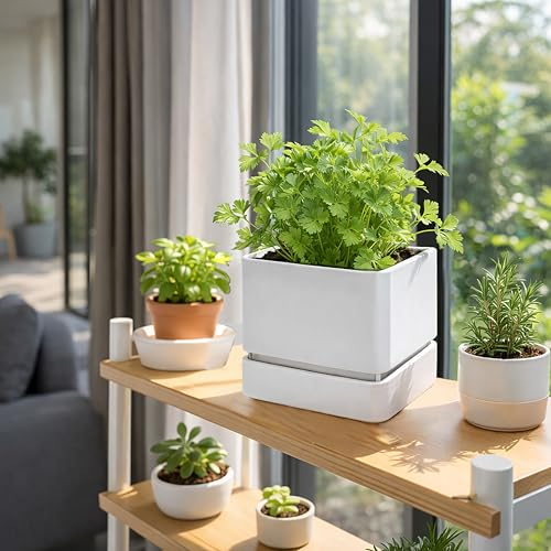 D'vine Dev 2-Pack Plastic Herb Planter Pots, 6 in, White, 76-Y-A2-2 - color: White, size: 12 Inch x 6.5 Inch