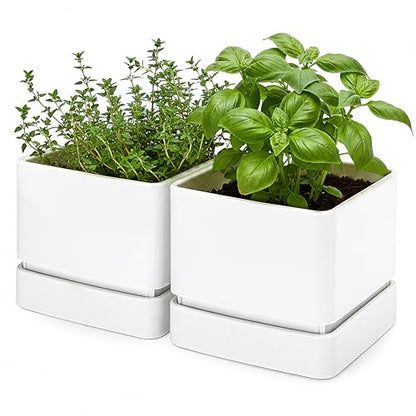 D'vine Dev 2-Pack Plastic Herb Planter Pots, 6 in, White, 76-Y-A2-2 - color: White, size: 12 Inch x 6.5 Inch