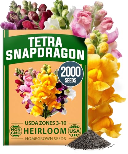 HOME GROWN Snapdragon Seeds, Tetra, 2,000 Seeds, Antirrhinum majus
