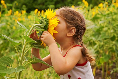 NatureZ Edge 5200+ Sunflower Seeds for Planting Bulk Variety Pack, Get More Sunflower Seeds to Plant, from Dwarf Sunflowers to Giant Sunflower Seeds, Includes Mammoth Sunflower Seeds, Non-GMO - size: 8 oz- 5200 Seeds