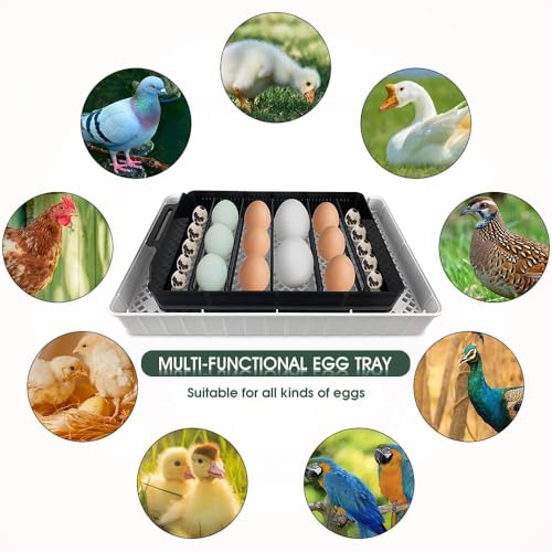 12 Egg Incubator - Automatic Egg Turner, Temperature Control, Built-in Candler, Auto Water Refill for Hatching Chicken, Duck, Quail & Bird Eggs - size: 12-EGGS