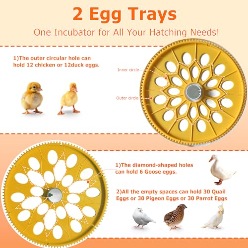 Egg Incubators for Hatching Eggs, Temperature&Humidity Control