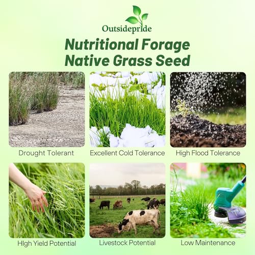Outsidepride Switchgrass Seed - 10 lbs. Perennial Hardy, Drought & Flood Tolerant Native Grass Seed Ideal Fast-Growing Grasses for Erosion Control, Wildlife Forage & Food Plots, Thrives in Poor Soil - size: 10 lb.