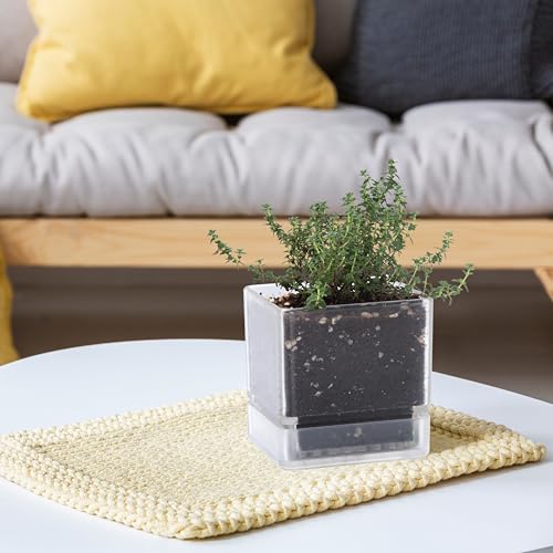 D'vine Dev 2-Pack Acrylic Herb Planter Pots, 4 in, Clear, 76-Y-D-1 - color: Clear, size: 8 Inch x 4.5 Inch