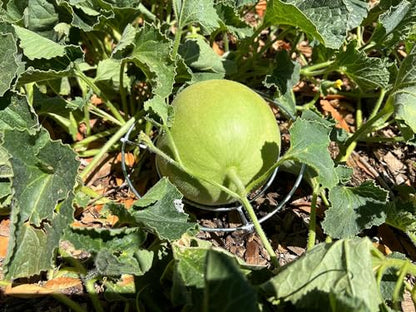 Park Seed Galvanized Steel Melon Cradle for Growing Your Own Fruits and Vegetables (5 Pack)