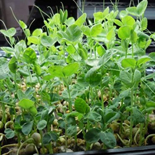Handy Pantry Green Pea Sprouting Seed - 35 Lb - Green Pea for Sprouts - size: 35 pounds