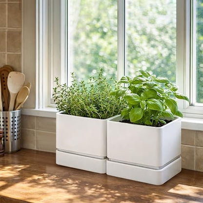 D'vine Dev 2-Pack Plastic Herb Planter Pots, 6 in, White, 76-Y-A2-2 - color: White, size: 12 Inch x 6.5 Inch