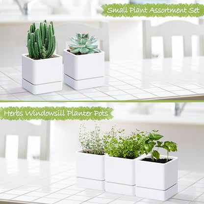 D'vine Dev 3-Pack Plastic Herb Planter Pots, 4 in, White, 76-Y-A3-1 - color: White, size: 12 Inch x 4.5 Inch