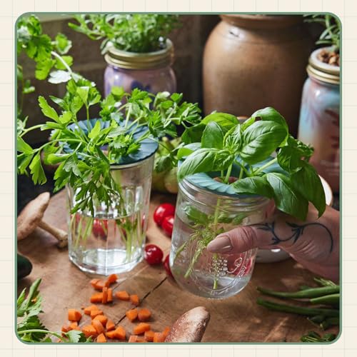 Modern Sprout Mason Jar Herb Garden Kit Indoor - color: Ultimate Herb Garden Set