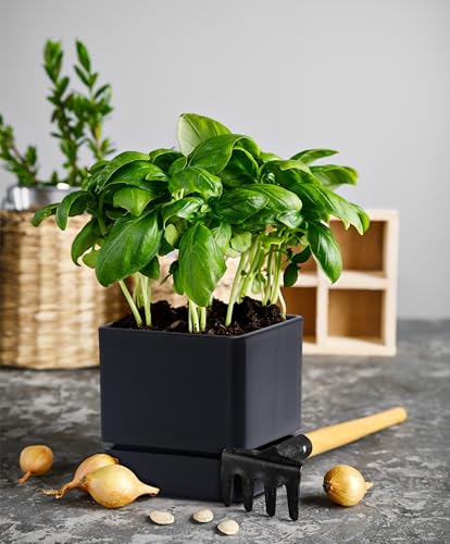 D'vine Dev Plastic Herb Planter Pot, 4 in, Black, 76-Y-B1-1 - color: Black, size: 4 Inch x 4.5 Inch
