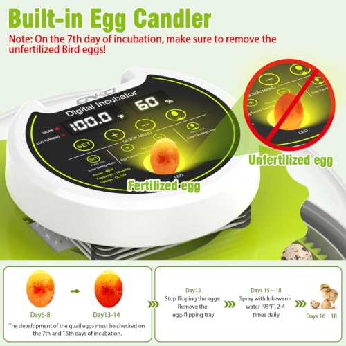 Quail Egg Incubator for Hatching 40 Quail Eggs with Automatic Turner - color: Green