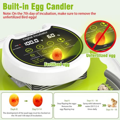 Quail Egg Incubator for Hatching 40 Quail Eggs with Automatic Turner - color: Green