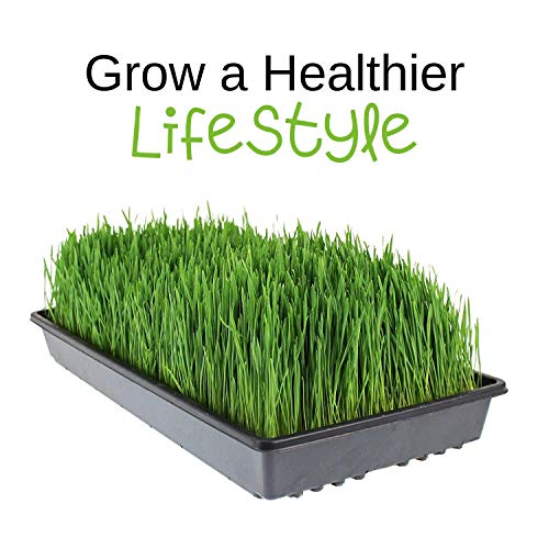 Handy Pantry Organic Wheatgrass Growing Kit w/Hurricane Stainless Steel