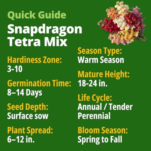HOME GROWN Snapdragon Seeds, Tetra, 2,000 Seeds, Antirrhinum majus