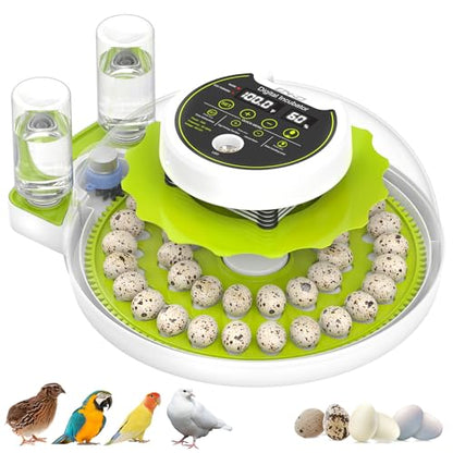 Quail Egg Incubator for Hatching 40 Quail Eggs with Automatic Turner - color: Green