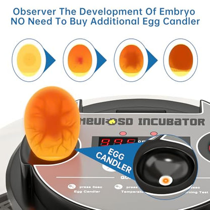 12-24 Egg Incubator incubators for Hatching Eggs - color: Red