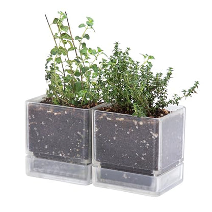 D'vine Dev 2-Pack Acrylic Herb Planter Pots, 4 in, Clear, 76-Y-D-1 - color: Clear, size: 8 Inch x 4.5 Inch