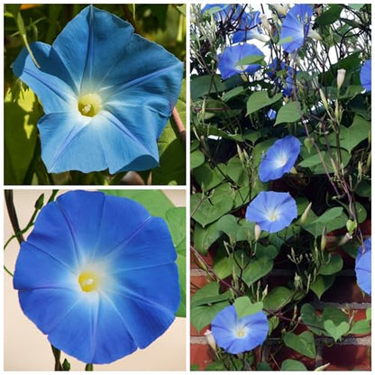 Seed Needs Morning Glory Seeds Heavenly Blue 1,000 Heirloom Seeds Bulk Pack