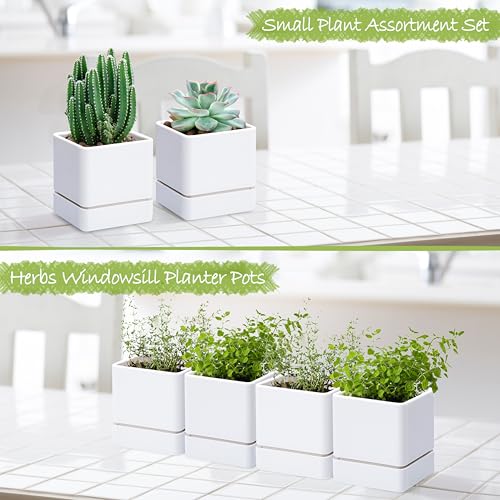 D'vine Dev 4-Pack Plastic Herb Planter Pots, 4 in, White, 76-Y-A4-1 - color: White, size: 16 Inch x 4.5 Inch