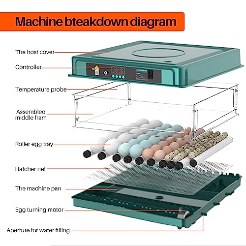 Automatic Egg Incubator 12-38 Egg Digital Poultry Hatcher Machine ith Automatic Egg Turning, Temperature & Humidity Control, Efficient LED Lighting for Chicken Geese Ducks Pigeons Quails (12 Eggs) - style: 12 Eggs