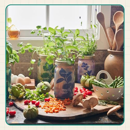 Modern Sprout Mason Jar+Replant Kit- Self-Watering Hydroponics System-Basil - color: Basil, size: Garden Jar + Replant Kit