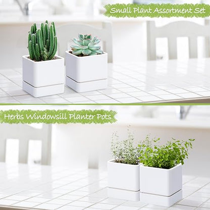 D'vine Dev 2-Pack Plastic Herb Planter Pots, 4 in, White, 76-Y-A2-1 - color: White, size: 8 Inch x 4.5 Inch