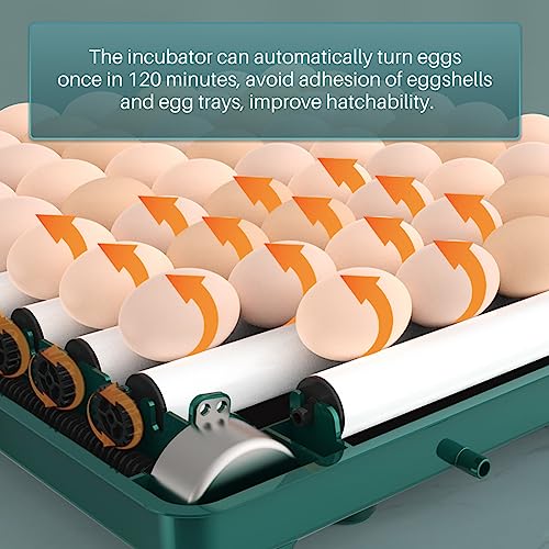 Automatic Egg Incubator 12-38 Egg Digital Poultry Hatcher Machine ith Automatic Egg Turning, Temperature & Humidity Control, Efficient LED Lighting for Chicken Geese Ducks Pigeons Quails (12 Eggs) - style: 12 Eggs