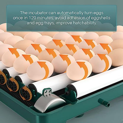 Automatic Egg Incubator 12-38 Egg Digital Poultry Hatcher Machine ith Automatic Egg Turning, Temperature & Humidity Control, Efficient LED Lighting for Chicken Geese Ducks Pigeons Quails (12 Eggs) - style: 12 Eggs