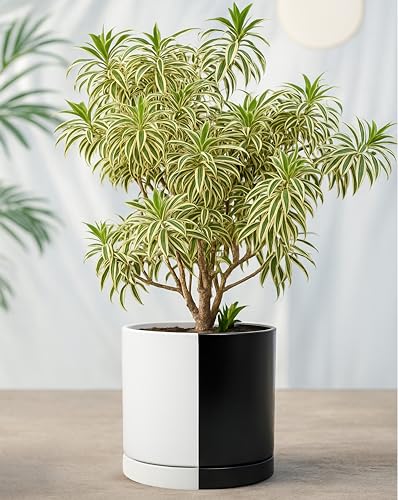 D'vine Dev 10 Inch Ceramic Planter Pot, Black White Split, 94-O-E-0 - color: Split Monochrome Black & White, size: Large
