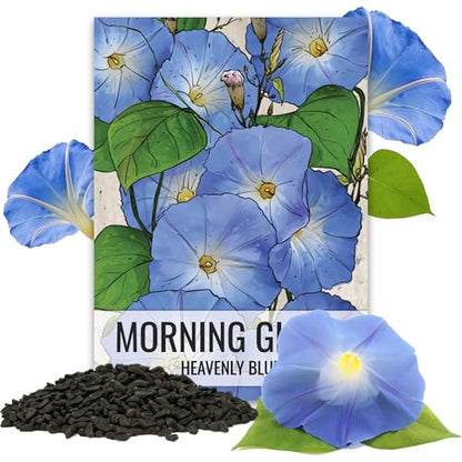 Seed Needs Morning Glory Seeds Heavenly Blue 1,000 Heirloom Seeds Bulk Pack
