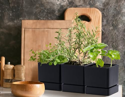 D'vine Dev 3-Pack Plastic Herb Planter Pots, 4 in, Black, 76-Y-B3-1 - color: Black, size: 12 Inch x 4.5 Inch