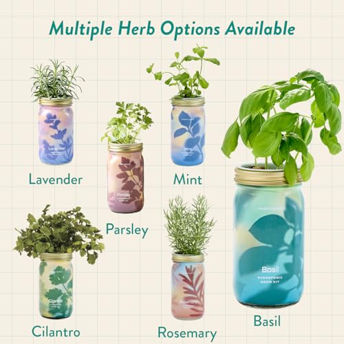 Modern Sprout Mason Jar+Replant Kit- Self-Watering Hydroponics System-Basil - color: Basil, size: Garden Jar + Replant Kit