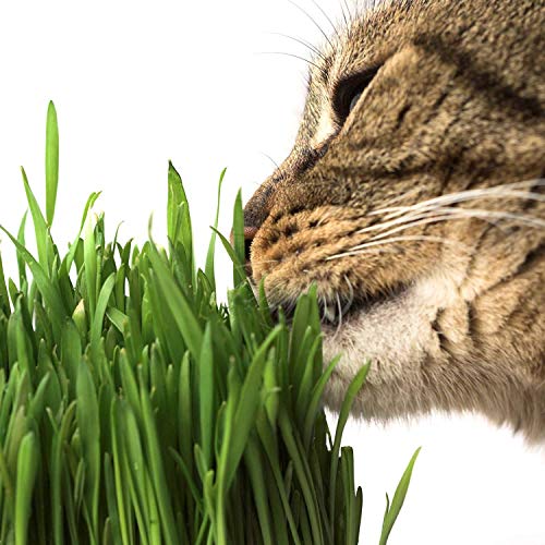 Handy Pantry Organic Wheatgrass Growing Kit w/Hurricane Stainless Steel
