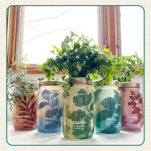 Modern Sprout Mason Garden Jar - Self-Watering Hydroponics Kit - Basil - color: Basil, size: Garden Jars
