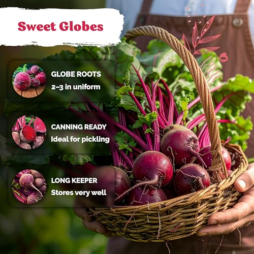 1,200 Detroit Dark Red Beet Heirloom Vegetable Seeds, Beta Vulgaris