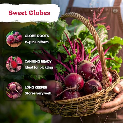1,200 Detroit Dark Red Beet Heirloom Vegetable Seeds, Beta Vulgaris