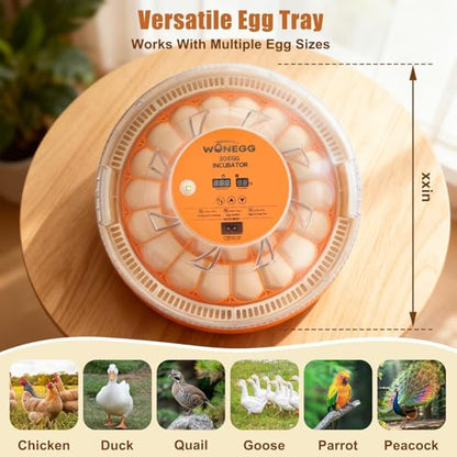 Nest II - 30 Egg Incubator for Large-Batch Hatchers, Hands-On Control, Auto Egg Turning, Manual Water Fill, Consistent Temp, Real-Time Display, Candler for Chicken, Goose, Duck, Quail, Pigeon, Turkey - size: 30 Egg [Orange]