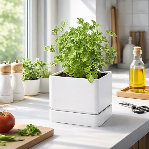 D'vine Dev Plastic Herb Planter Pot, 6 in, White, 76-Y-A1-2 - color: White, size: 6 Inch x 6.5 Inch