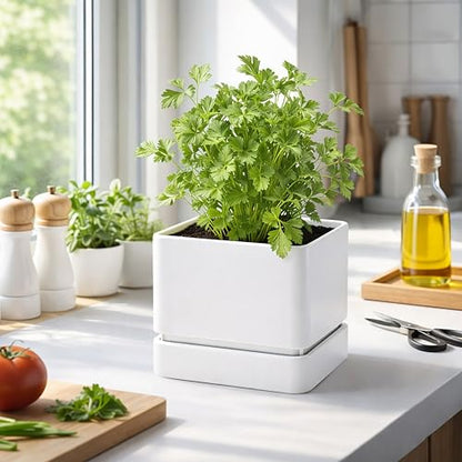 D'vine Dev 2-Pack Plastic Herb Planter Pots, 6 in, White, 76-Y-A2-2 - color: White, size: 12 Inch x 6.5 Inch