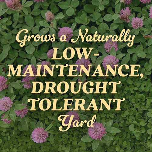 O.M. Scott & Sons Strawberry Clover Seed, 2 lbs. - color: Stawberry Clover, size: 1 Pack