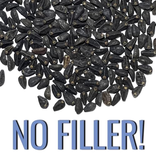 Seed Needs Morning Glory Seeds Heavenly Blue 1,000 Heirloom Seeds Bulk Pack