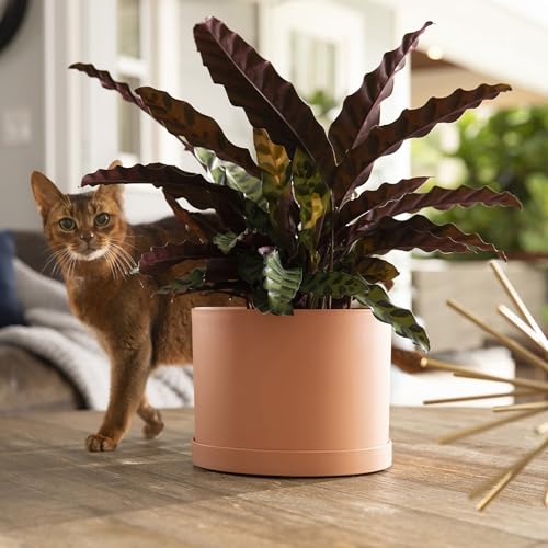 Bloem Mathers 8" Modern Plastic Planter, Muted Terra Cotta, 4-Pack - color: Muted Terra Cotta, size: 8" (Pack of 4)