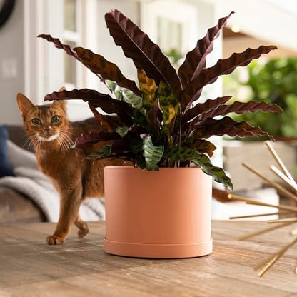 Bloem Mathers 8" Modern Plastic Planter, Muted Terra Cotta, 4-Pack - color: Muted Terra Cotta, size: 8" (Pack of 4)