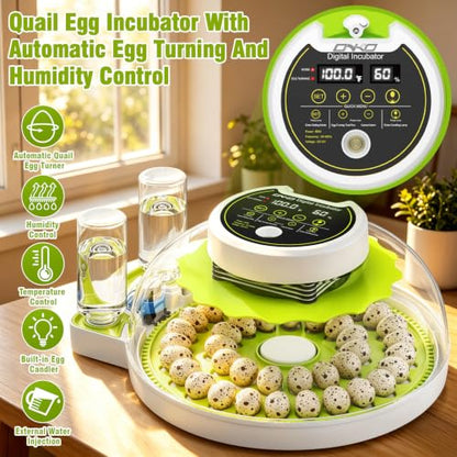 Quail Egg Incubator for Hatching 40 Quail Eggs with Automatic Turner - color: Green
