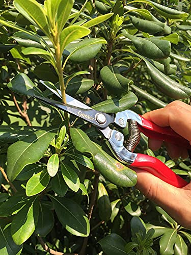 gonicc Micro-Tip Pruning Snips(GPPS-1008), Stainless Steel Garden Shears - color: Red Micro-tip Pruning Snip
